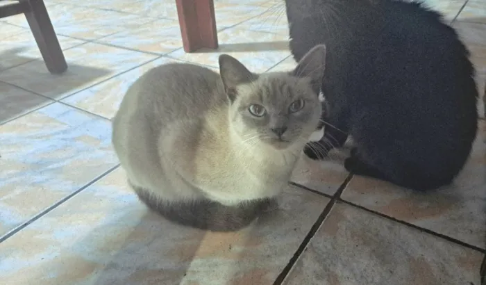 Gato raça Siamês idade 1 ano nome Zaya 