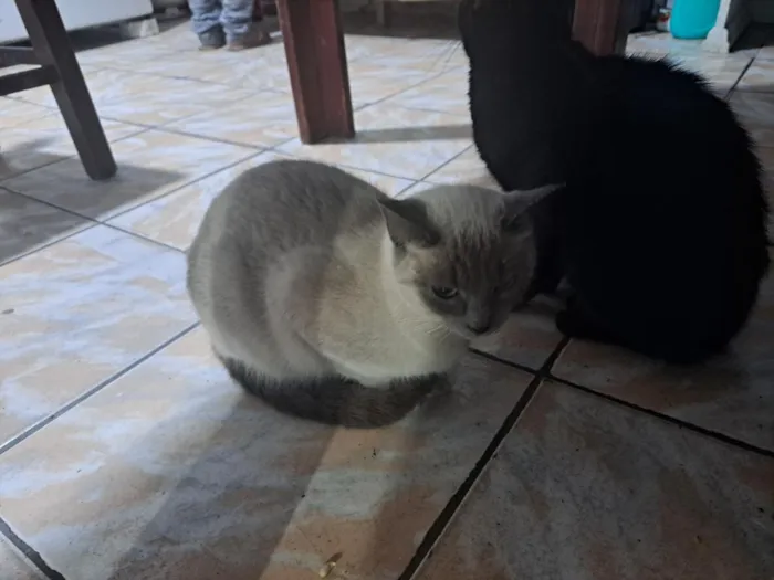 Gato raça Siamês idade 1 ano nome Zaya 