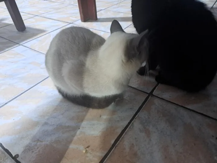 Gato raça Siamês idade 1 ano nome Zaya 