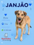 Janjão
