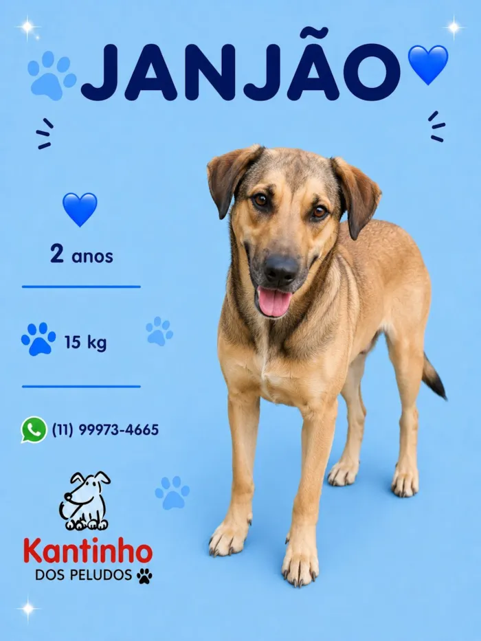 Cachorro raça SRD-ViraLata idade 2 anos nome Janjão