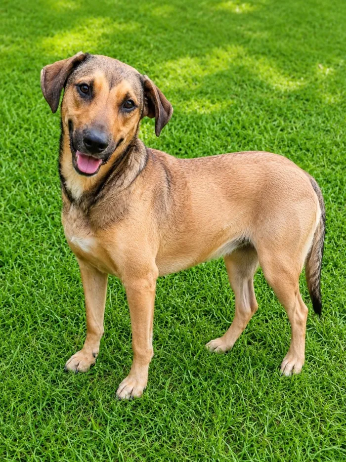Cachorro raça SRD-ViraLata idade 2 anos nome Janjão