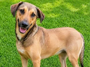 Cachorro raça SRD-ViraLata idade 2 anos nome Janjão