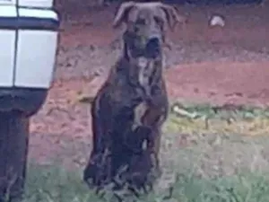 Cachorro raça Pit-Bull idade 2 anos nome Zheus 