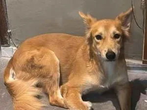 Cachorro raça SRD-ViraLata idade 2 anos nome Nala
