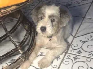 Cachorro raça SRD-ViraLata idade 2 a 6 meses nome Mayckr