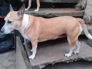 Cachorro raça SRD-ViraLata idade 5 anos nome Pandora 
