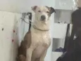 André