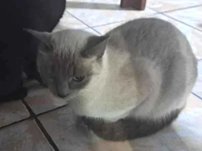 Gato raça Siamês idade 1 ano nome Zaya 