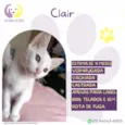 Clair