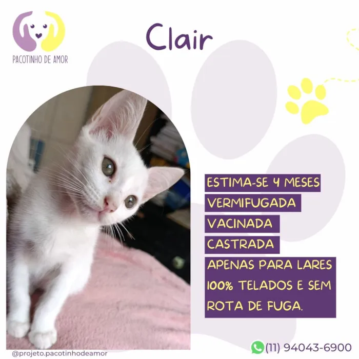 Gato raça SRD-ViraLata idade 2 a 6 meses nome Clair