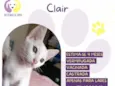 Clair