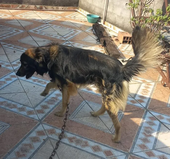 Cachorro raça SRD-ViraLata idade 6 ou mais anos nome Max