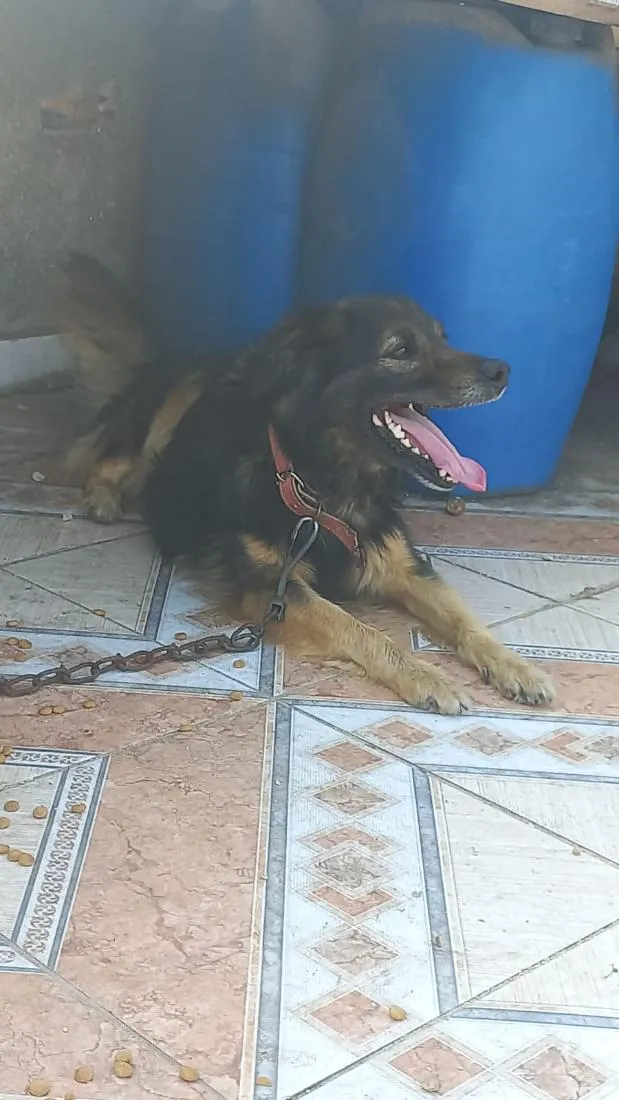 Cachorro raça SRD-ViraLata idade 6 ou mais anos nome Max