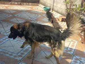 Cachorro raça SRD-ViraLata idade 6 ou mais anos nome Max