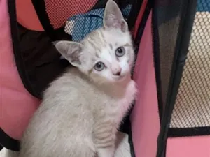 Gato raça SRD-ViraLata idade 2 a 6 meses nome Não tem 
