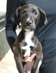 Artemis