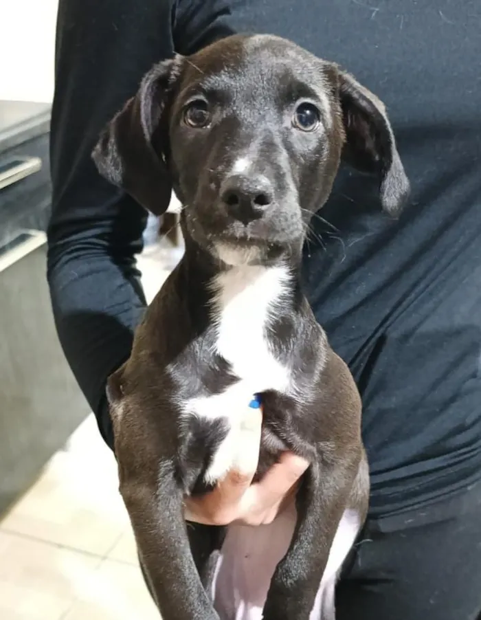 Cachorro raça SRD-ViraLata idade 2 a 6 meses nome Artemis