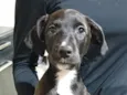 Artemis