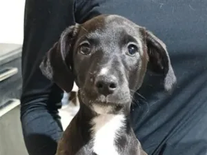 Cachorro raça SRD-ViraLata idade 2 a 6 meses nome Artemis