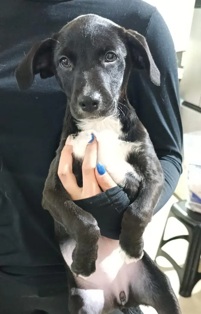 Cachorro raça SRD-ViraLata idade 2 a 6 meses nome Atena