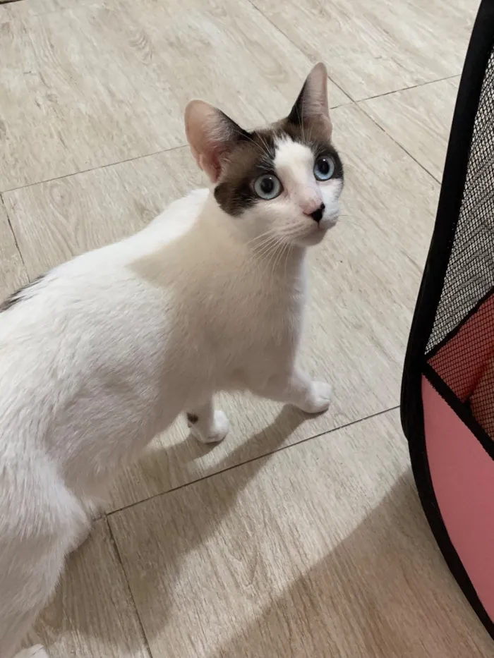 Gato raça SRD-ViraLata idade 1 ano nome Mila 