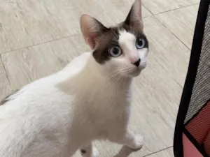 Gato raça SRD-ViraLata idade 1 ano nome Mila 