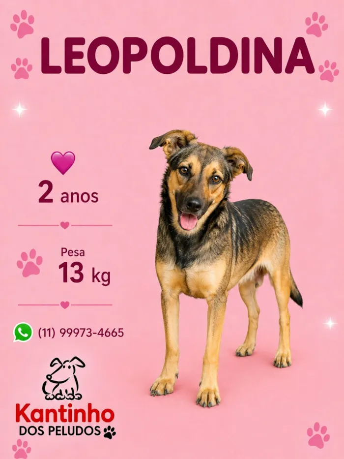 Cachorro raça SRD-ViraLata idade 2 anos nome Leopoldina 