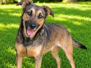 Cachorro raça SRD-ViraLata idade 2 anos nome Leopoldina 