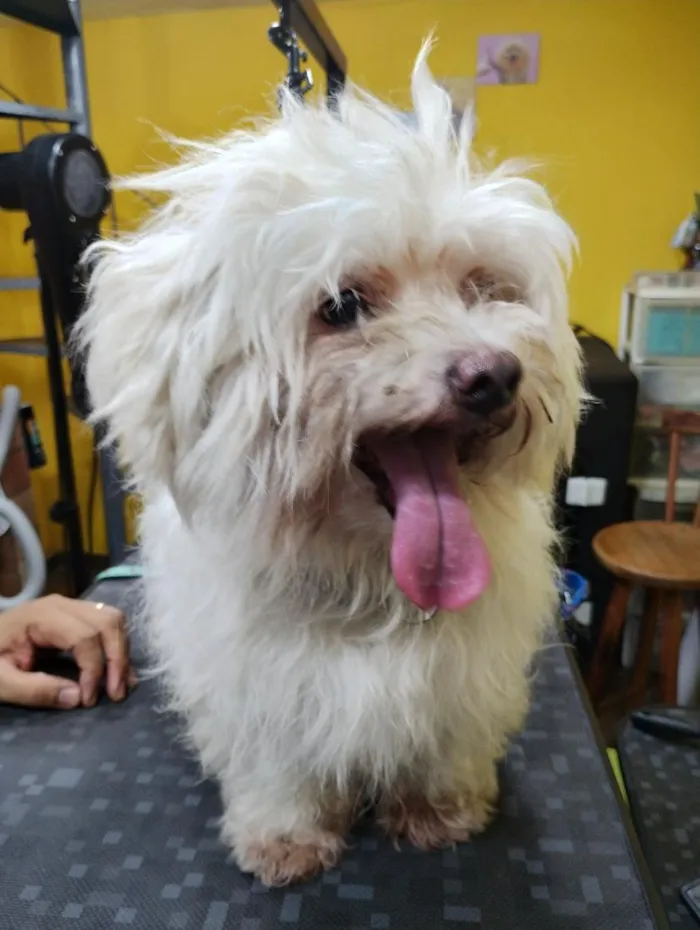 Cachorro raça Maltês idade 6 ou mais anos nome Woody 