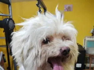 Cachorro raça Maltês idade 6 ou mais anos nome Woody 