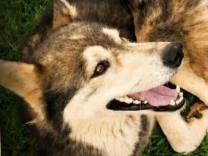 Cachorro raça Husky Siberiano idade 1 ano nome Luke 