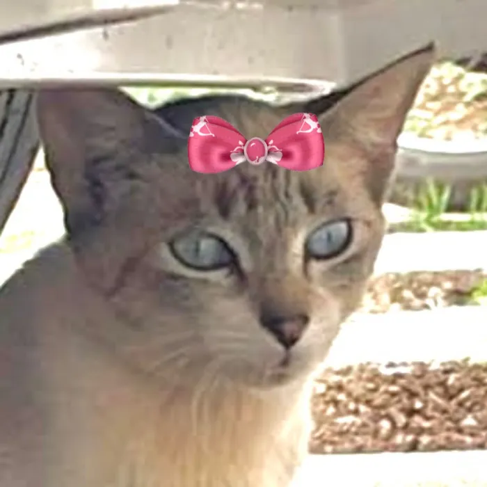 Gato raça SRD-ViraLata idade 2 a 6 meses nome Bia 