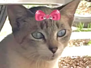 Gato raça SRD-ViraLata idade 2 a 6 meses nome Bia 