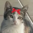Belinha 