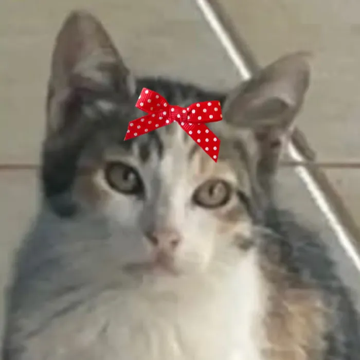 Gato raça SRD-ViraLata idade 2 a 6 meses nome Belinha 
