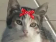 Belinha 