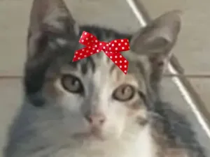 Gato raça SRD-ViraLata idade 2 a 6 meses nome Belinha 