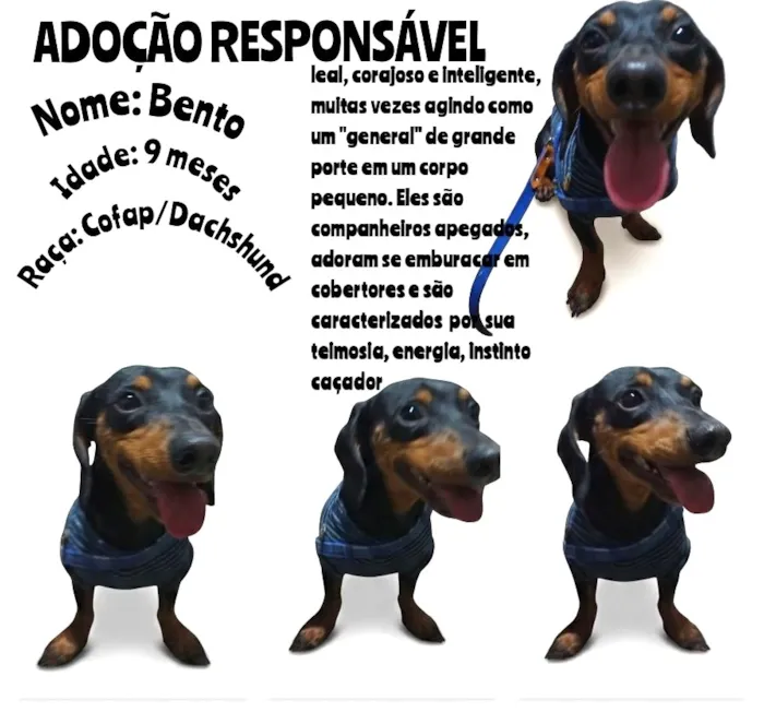 Cachorro raça Basset-Cofap idade 7 a 11 meses nome Bento