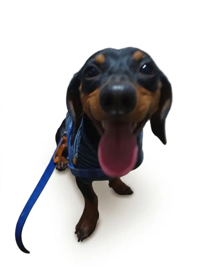 Cachorro raça Basset-Cofap idade 7 a 11 meses nome Bento