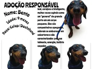 Cachorro raça Basset-Cofap idade 7 a 11 meses nome Bento