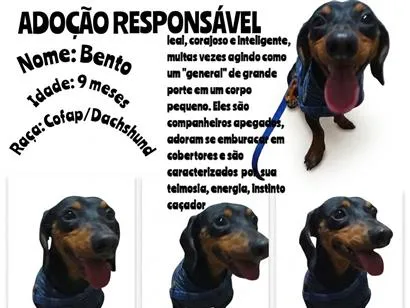 Cachorro raça Basset-Cofap idade 7 a 11 meses nome Bento