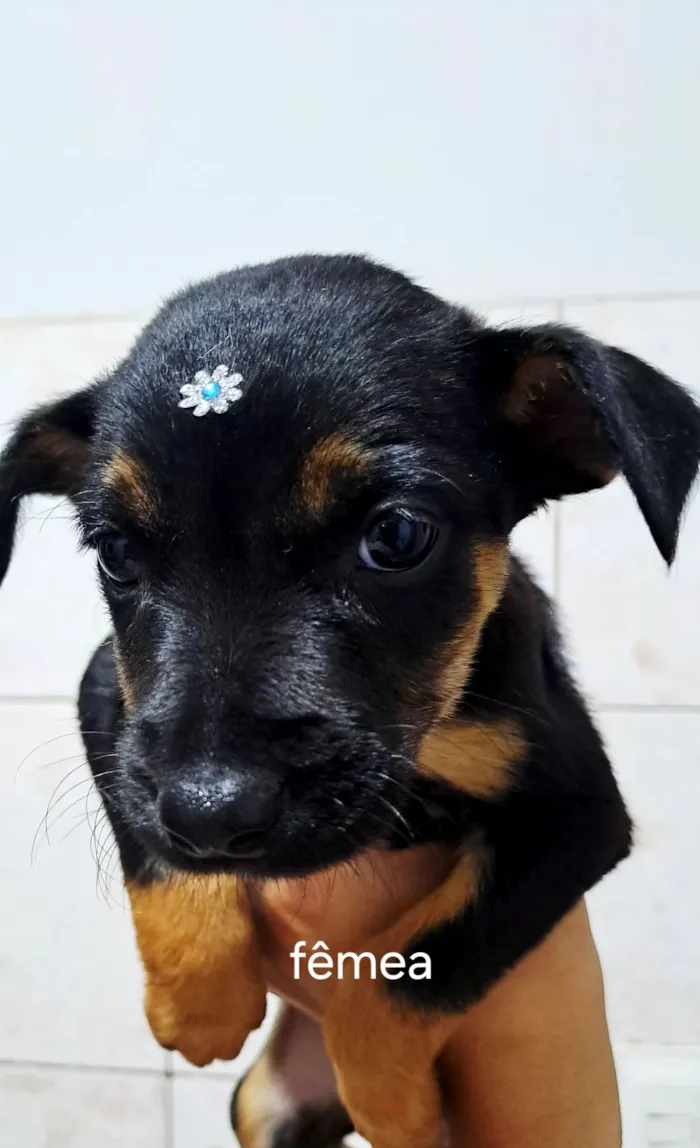 Cachorro raça SRD-ViraLata idade Abaixo de 2 meses nome sem nome