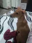 Trovão