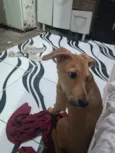 Trovão