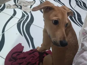 Cachorro raça SRD-ViraLata idade 2 a 6 meses nome Trovão