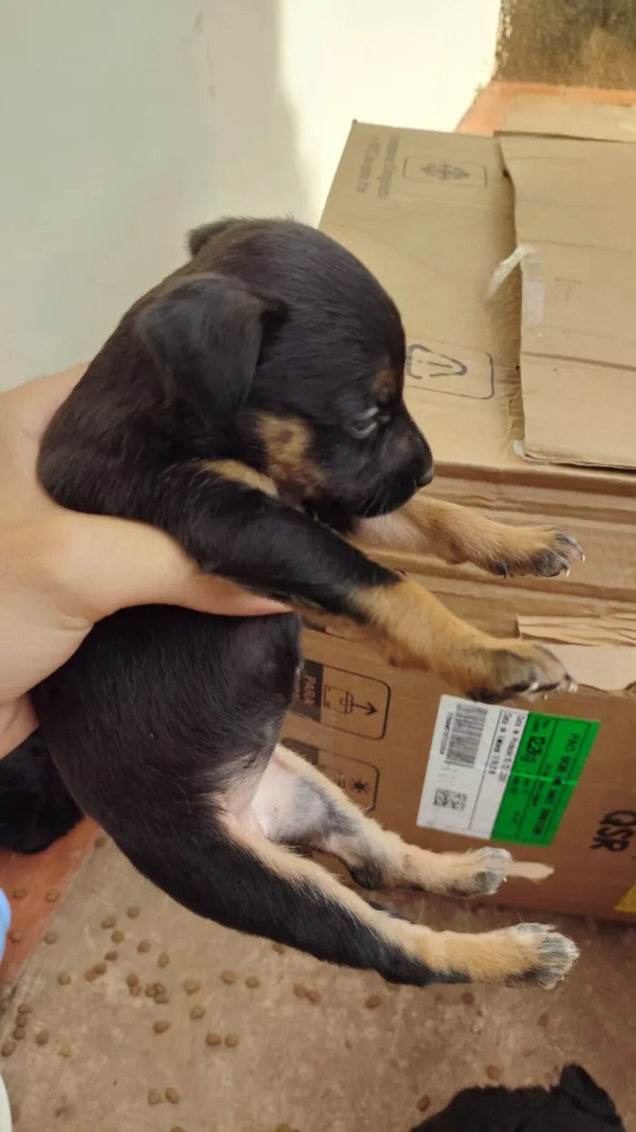Cachorro raça SRD-ViraLata idade Abaixo de 2 meses nome sem nome
