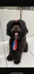 Otto