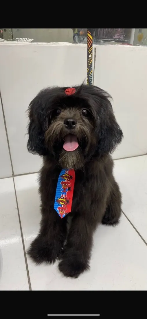 Cachorro raça SRD-ViraLata idade 2 a 6 meses nome Otto