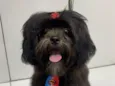 Otto